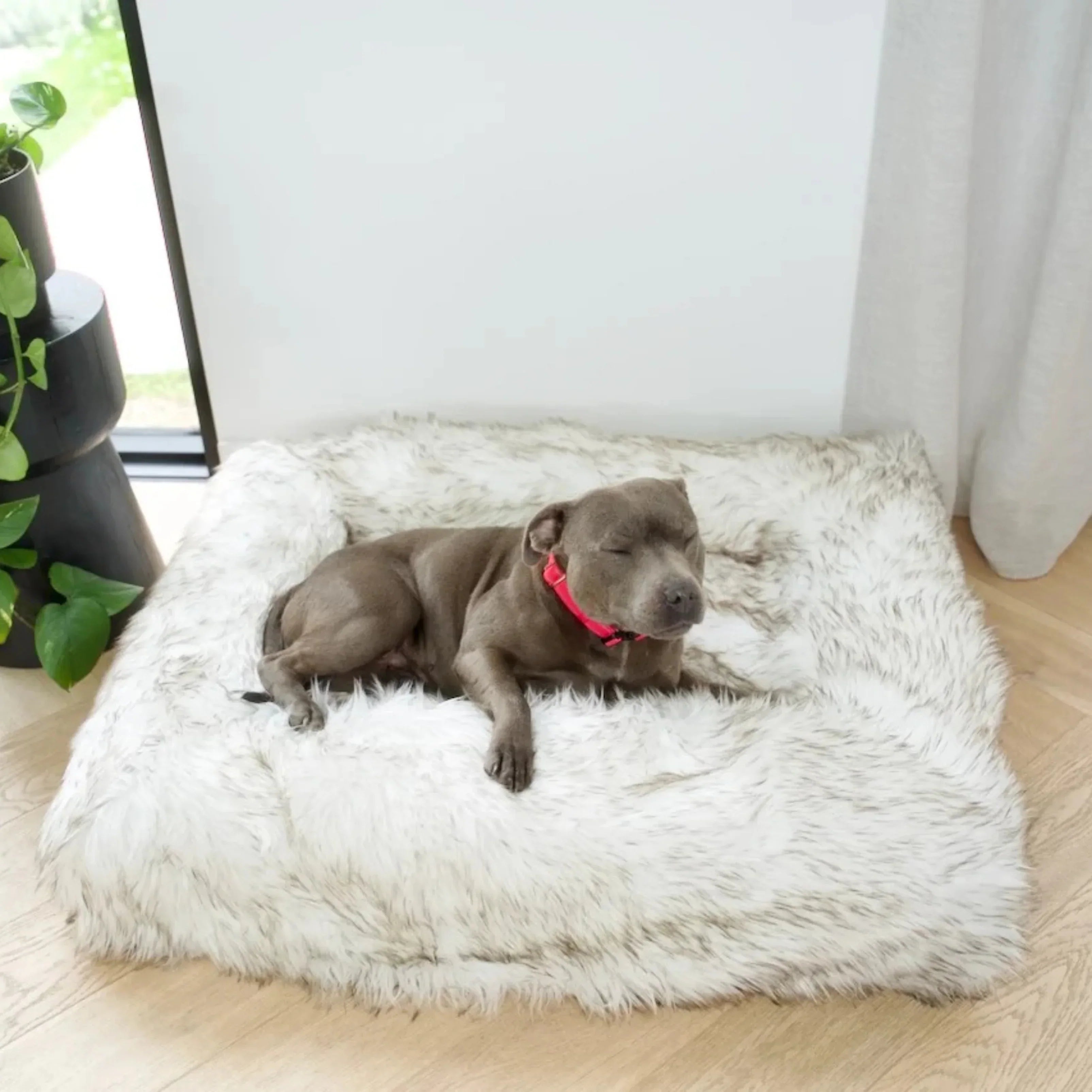 How to Stop a Dog from Chewing His Bed
