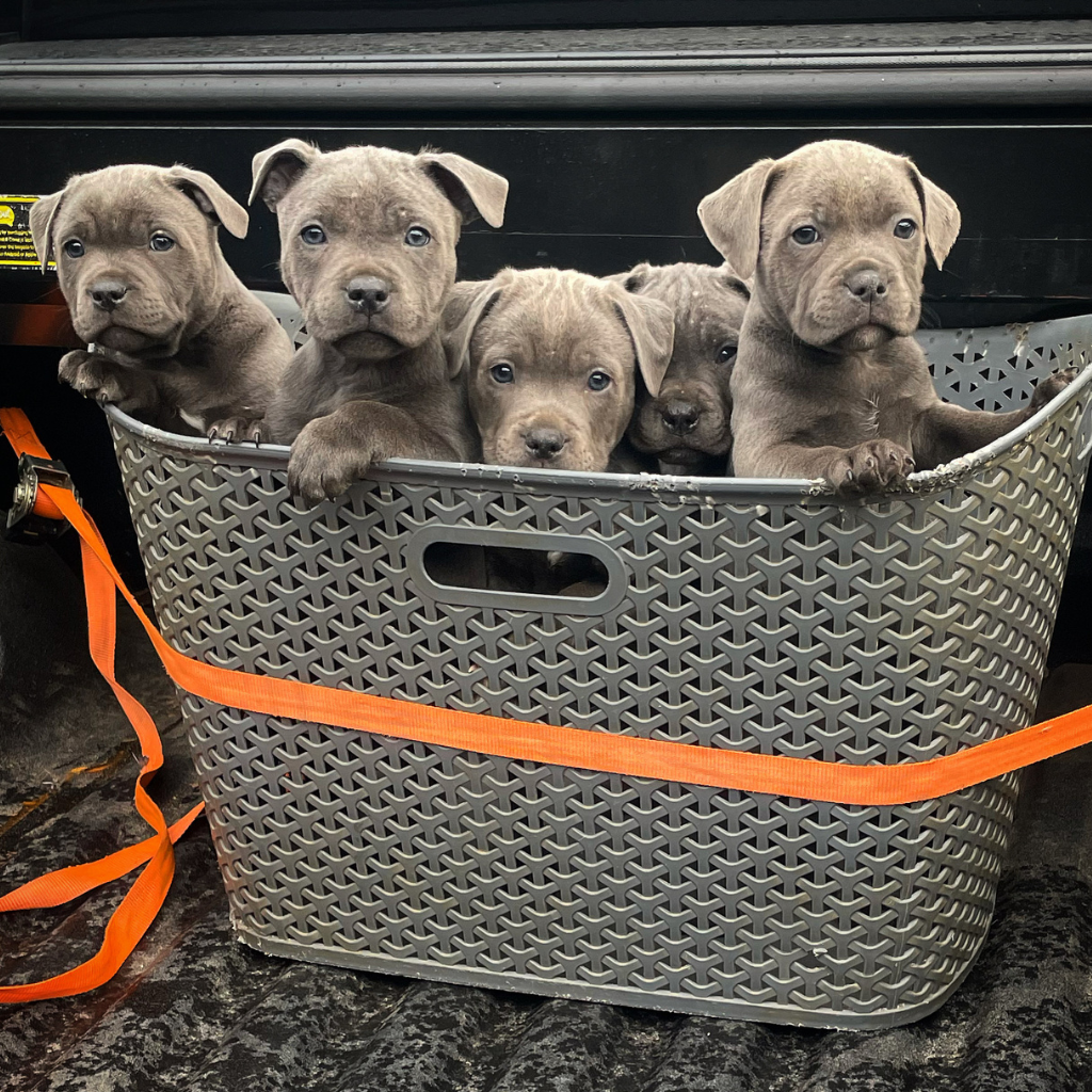 UNDERSTANDING LITTERMATE SYNDROME IN DOGS US Happy Staffy Co