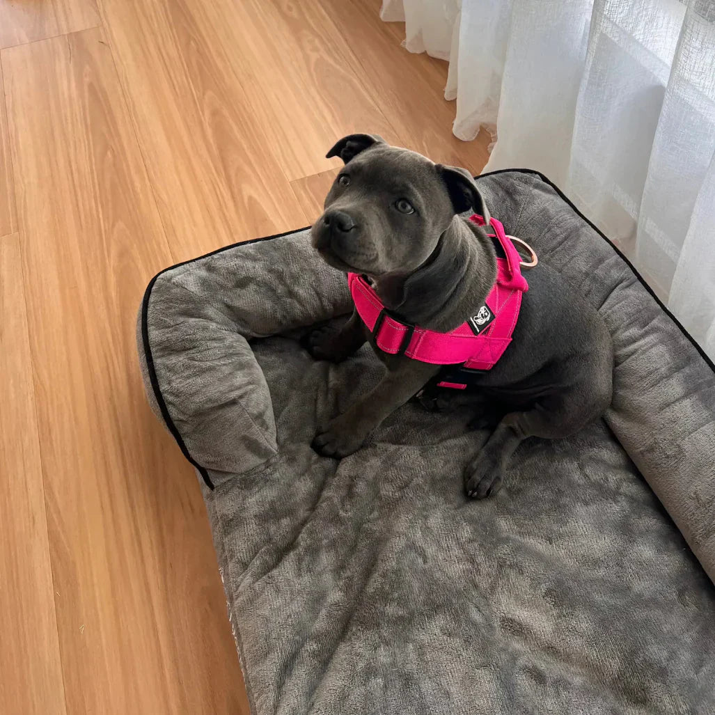 Understanding Dog Body Language: What Your Dog Is Trying to Tell You