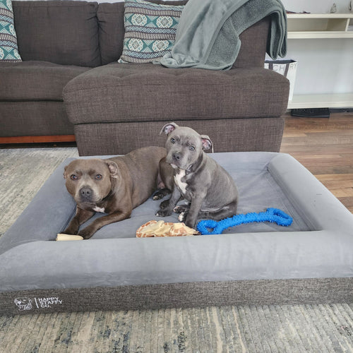 Why Orthopedic Memory Foam Dog Beds Are Worth the Investment – Happy ...