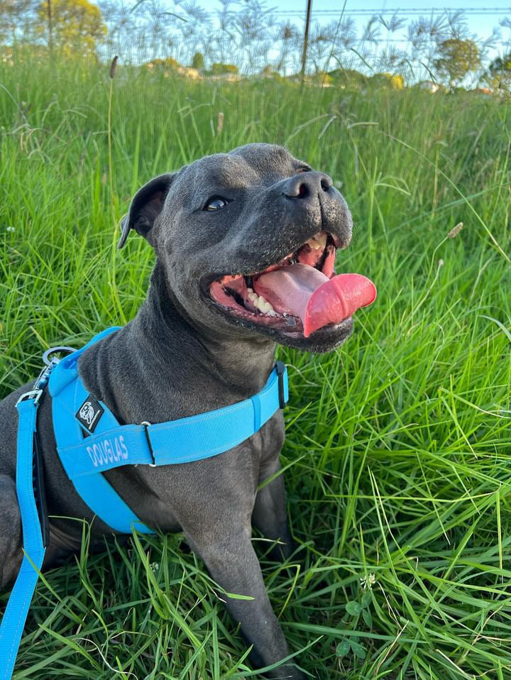 Walkies Starter Pack photo 7