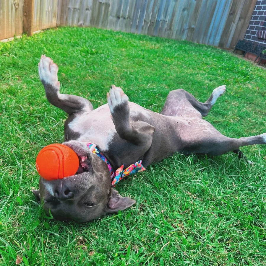 Happy Staffy Duraball photo 4