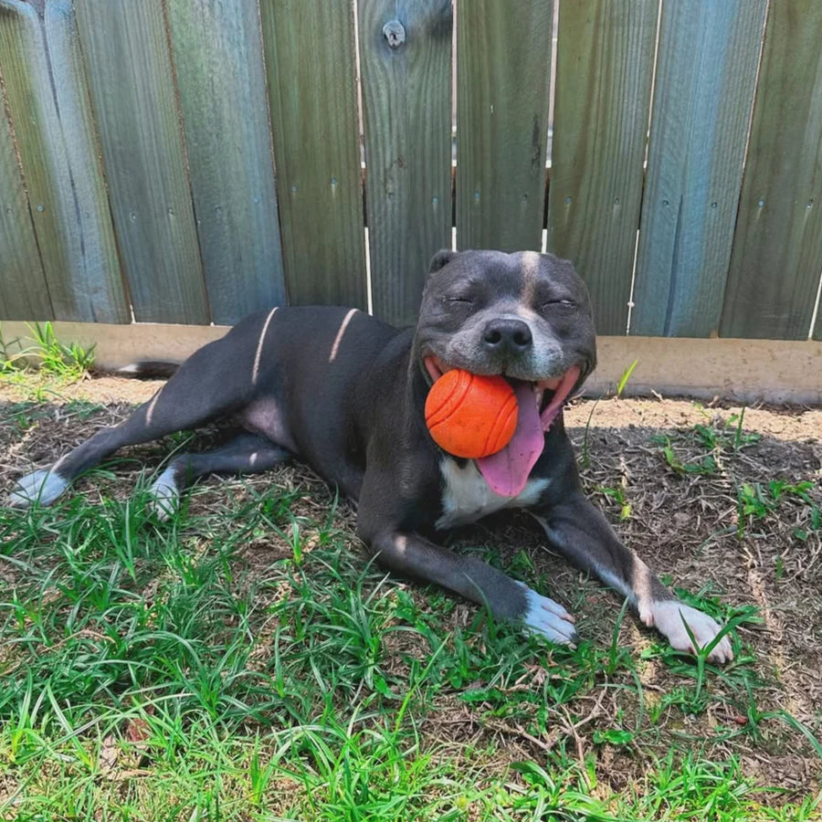 Happy Staffy Duraball photo 2