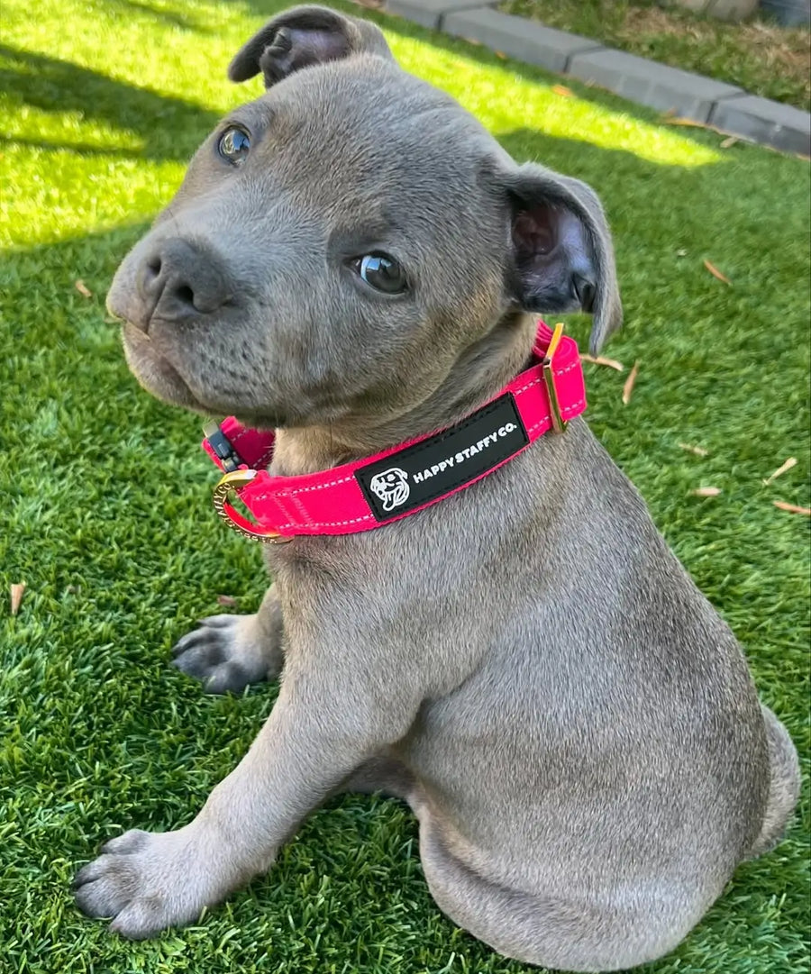Durable Collar photo 9
