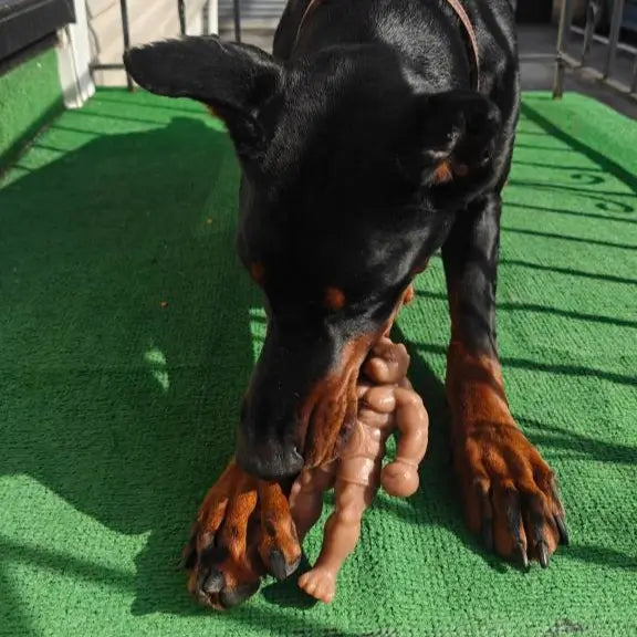 Staffy Schwarzenegger photo 9