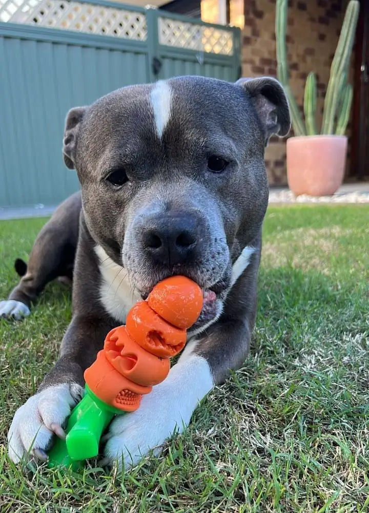 Chomp Carrot photo 2