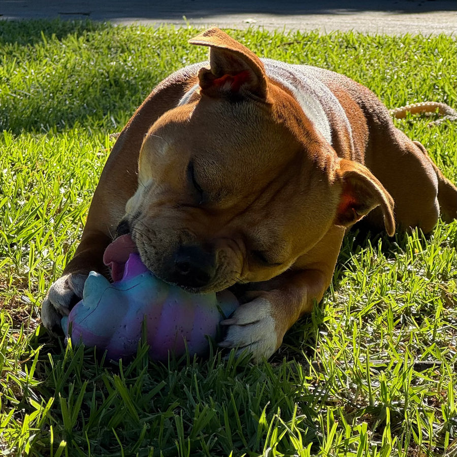 Cosmo Critter photo 3
