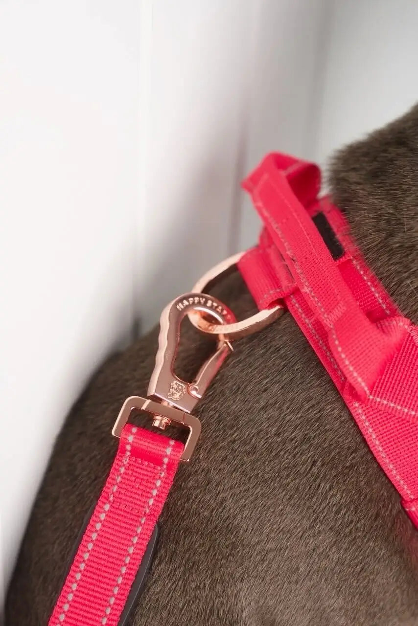 Anti Shock Bungee Leash photo 3