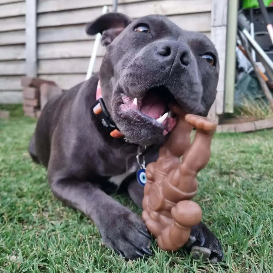Staffy Schwarzenegger photo 6
