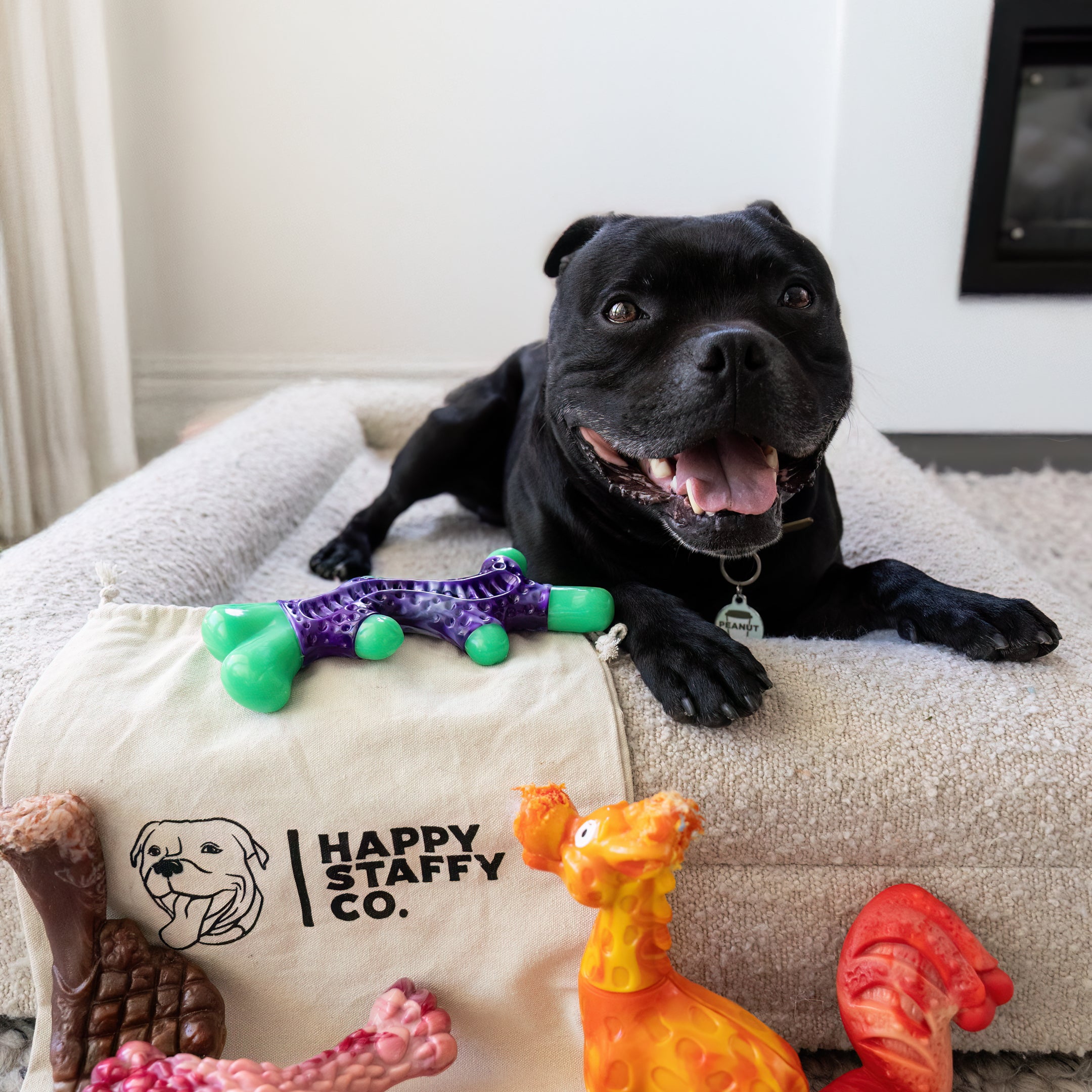 Black staffy with indestructible chewzilla certified toys 