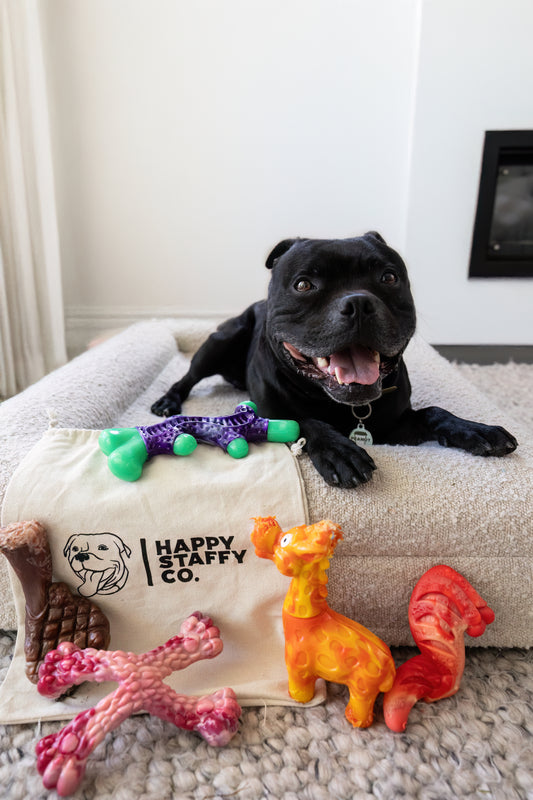 Black staffy with indestructible chewzilla certified toys 