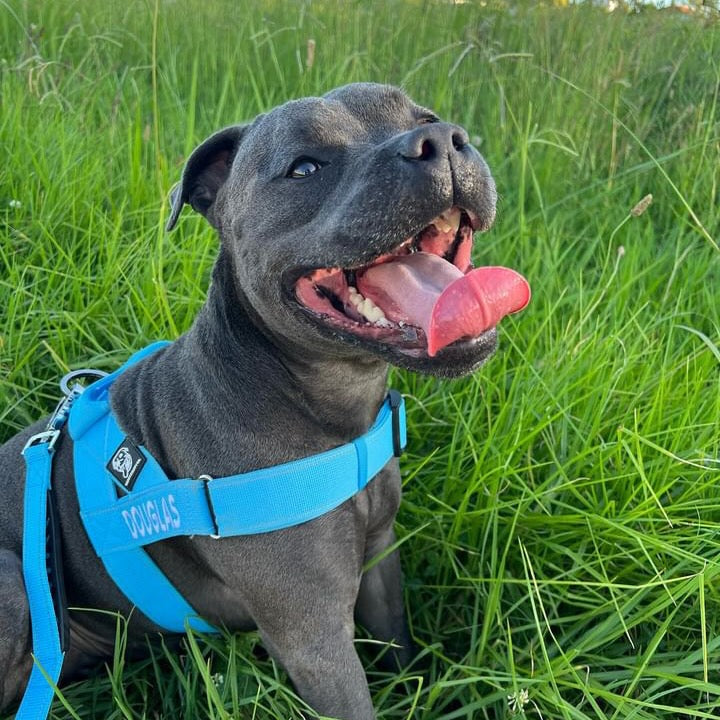 The Ultimate Guide to Raising a Happy and Healthy Staffy