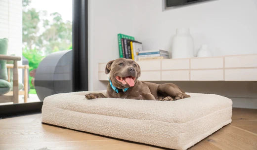 What Is an Orthopedic Memory Foam Dog Bed? A Complete Guide to Comfort and Support for Your Dog