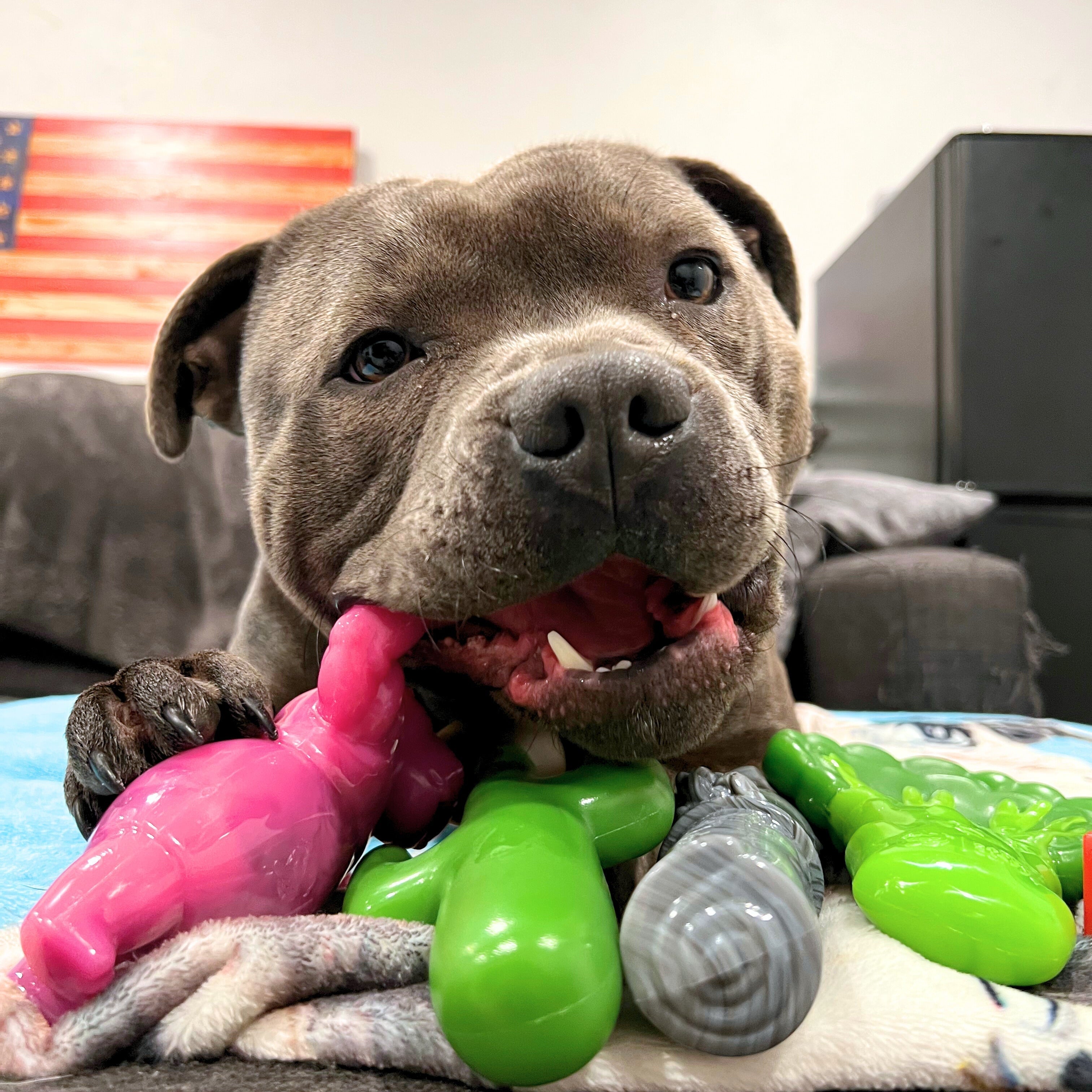 Why Not All Dog Toys Are Safe: What You Need to Know About Recalls & Certifications