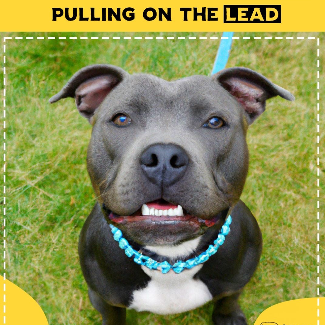 How To Stop Your Staffy Pulling On The Lead