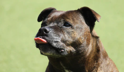 Staffy Dog Breed: A Comprehensive Guide to the Staffordshire Bull Terrier