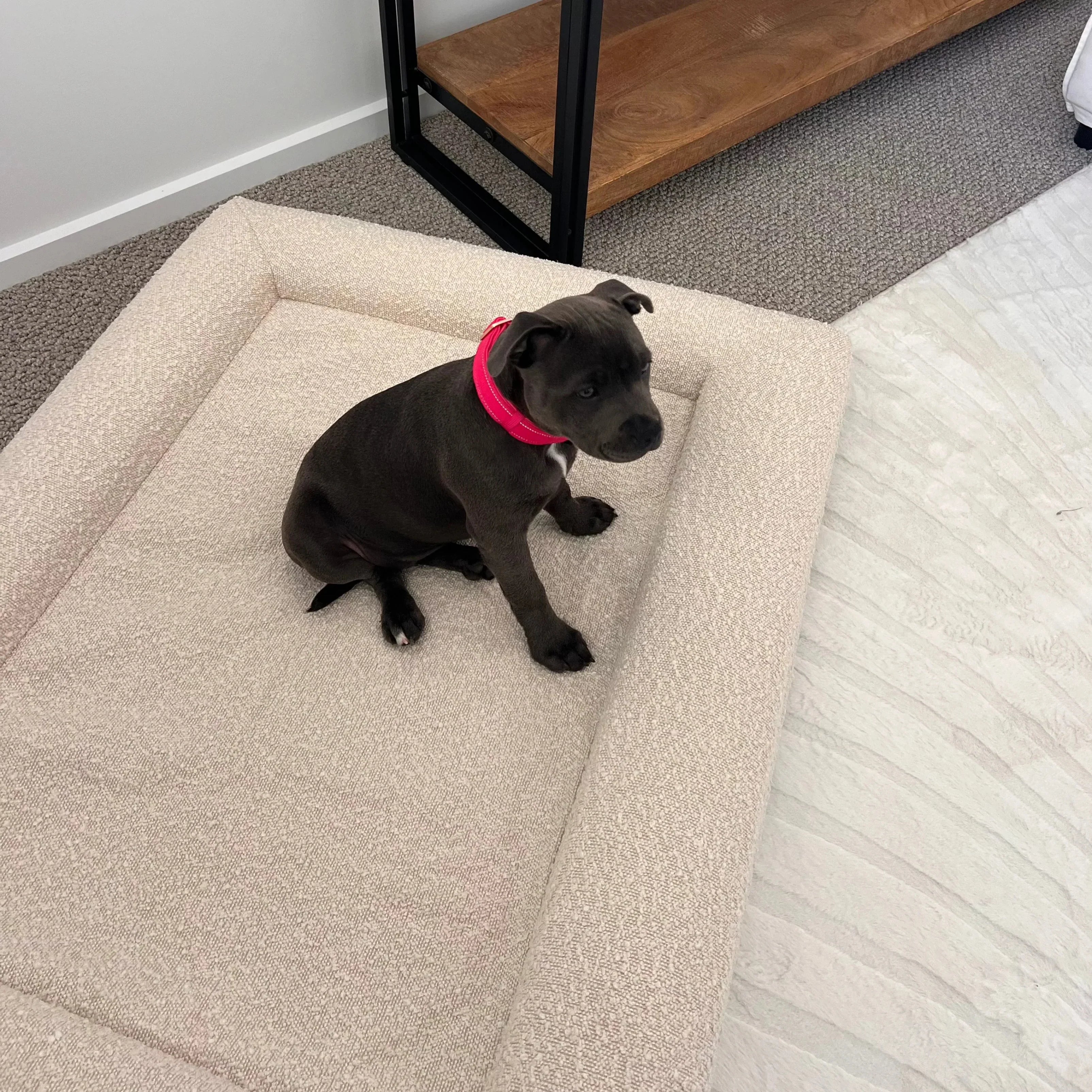 How to Choose the Right Size Orthopedic Bed for Your Dog