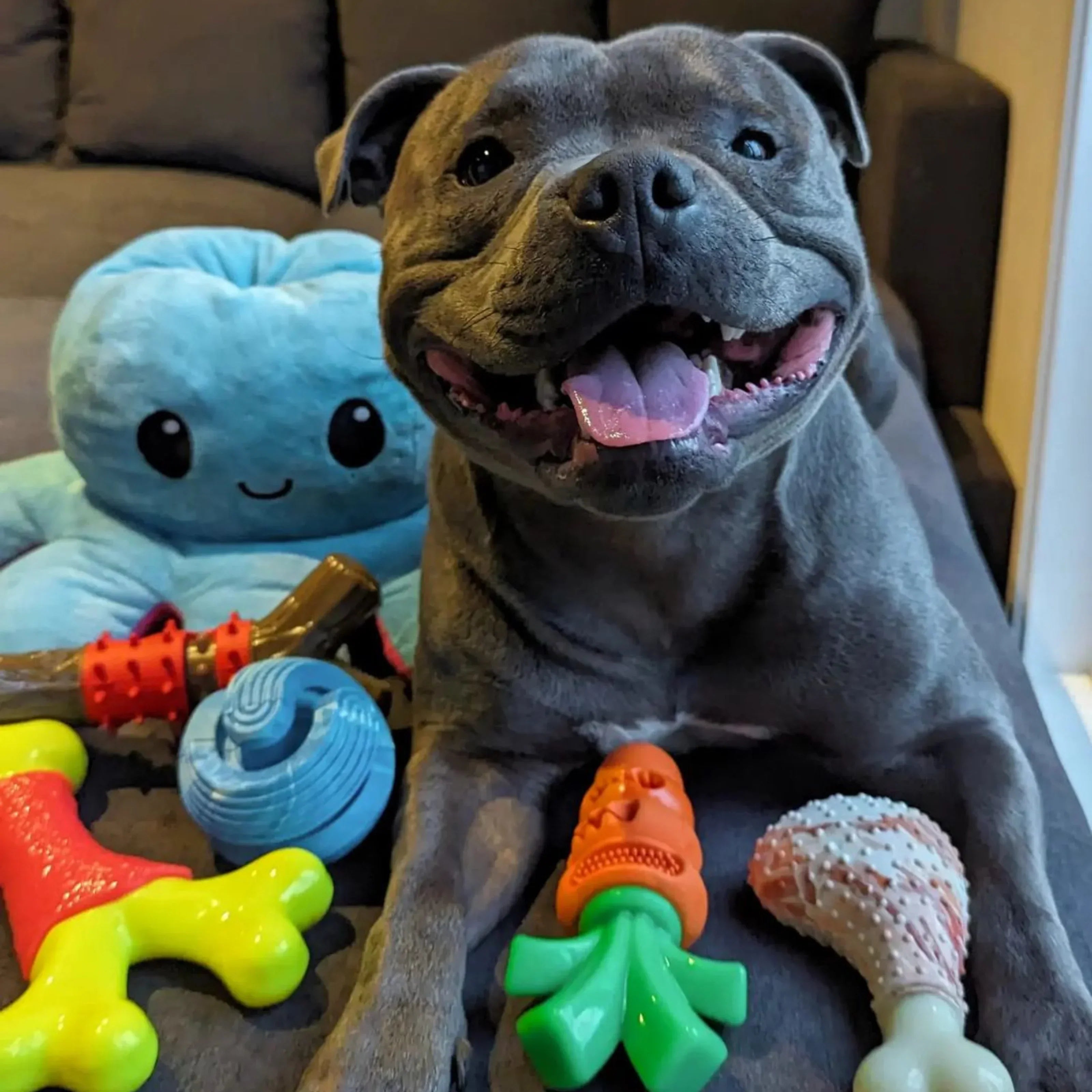 Dog Boredom: Signs Your Dog Is Understimulated (and How to Fix It Fast)