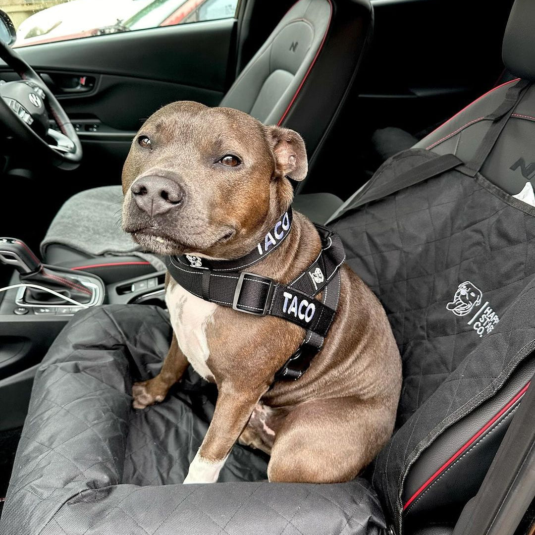 How to measure your dog for their Happy Staffy harness