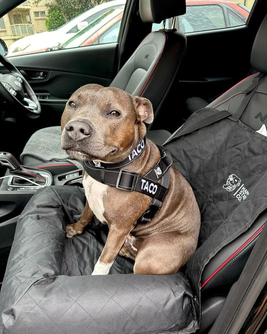 How to measure your dog for their Happy Staffy harness