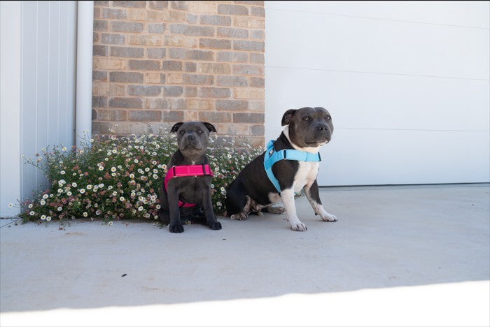 Staffy Spring Survival Guide