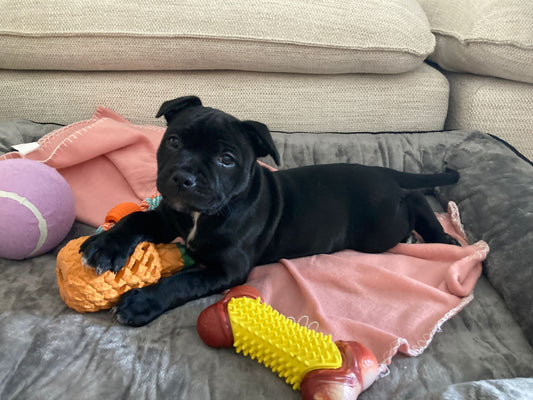 Black staffy puppy on a happy staffy dog bed with toys