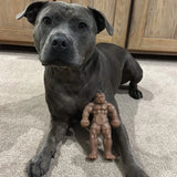 Staffy Schwarzenegger