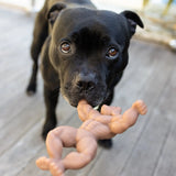 Staffy Schwarzenegger