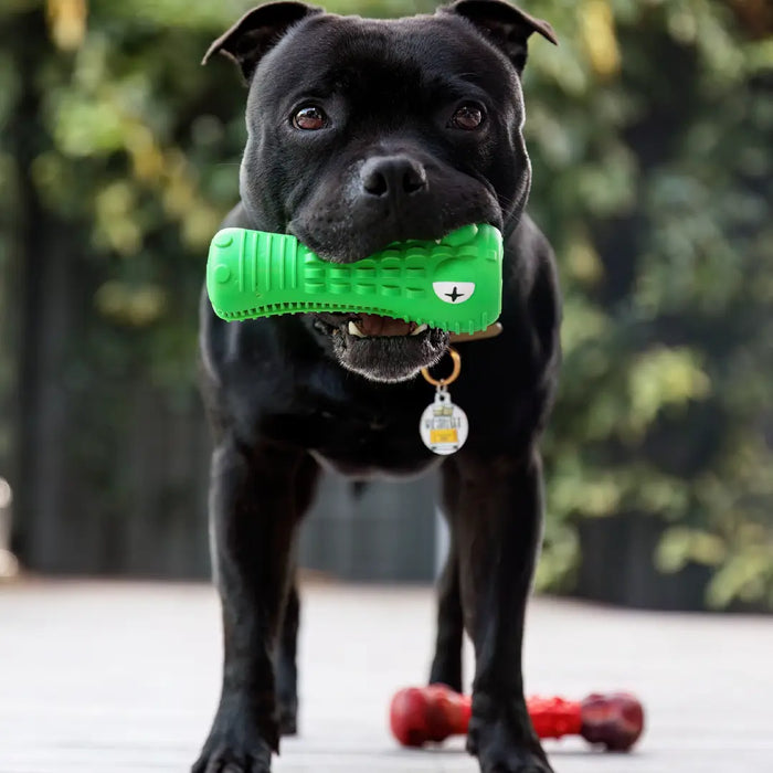 The Crocodile Dental Chew, going for a walk