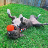 Happy Staffy Duraball