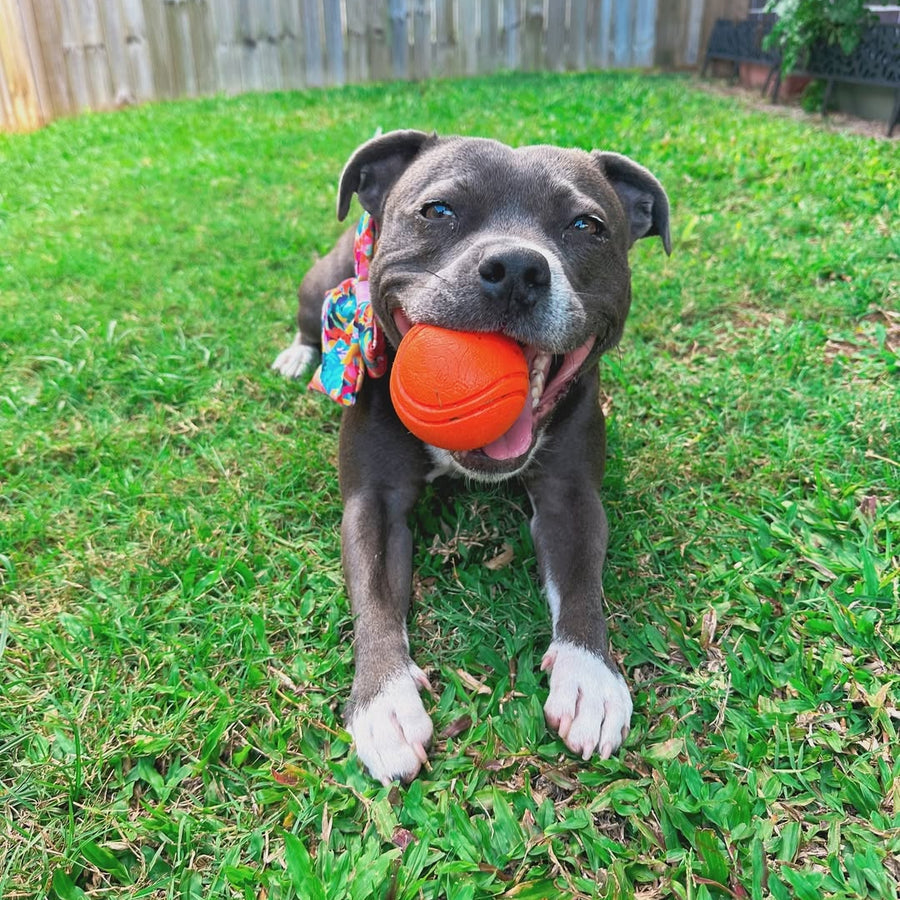 A Staffy lying on the grass with an orange ball