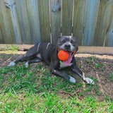 Happy Staffy Duraball