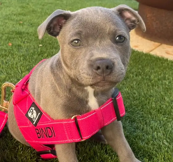Durable Dog Harness