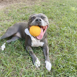 Happy Staffy Duraball