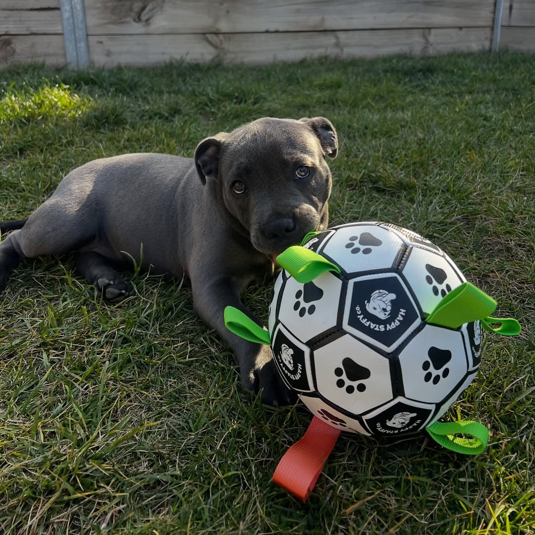 Ronaldog Soccer Ball – Happy Staffy Co