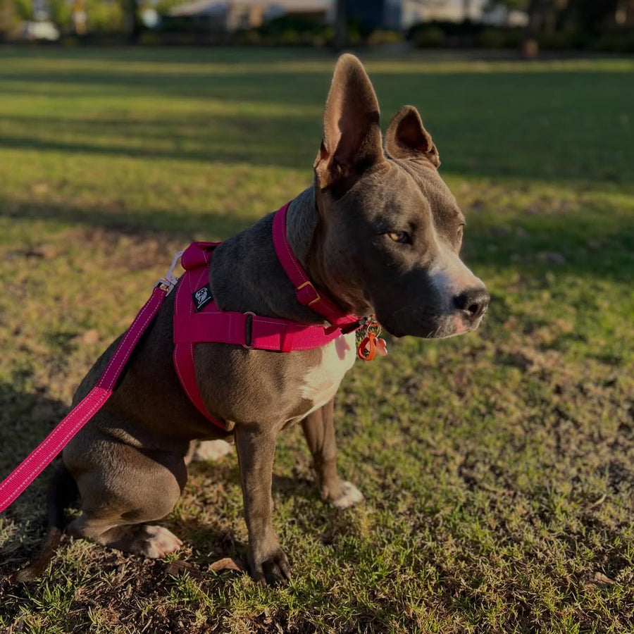 Durable Dog Harness