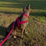 Staffy Harness