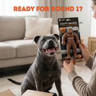 Staffy Balboa