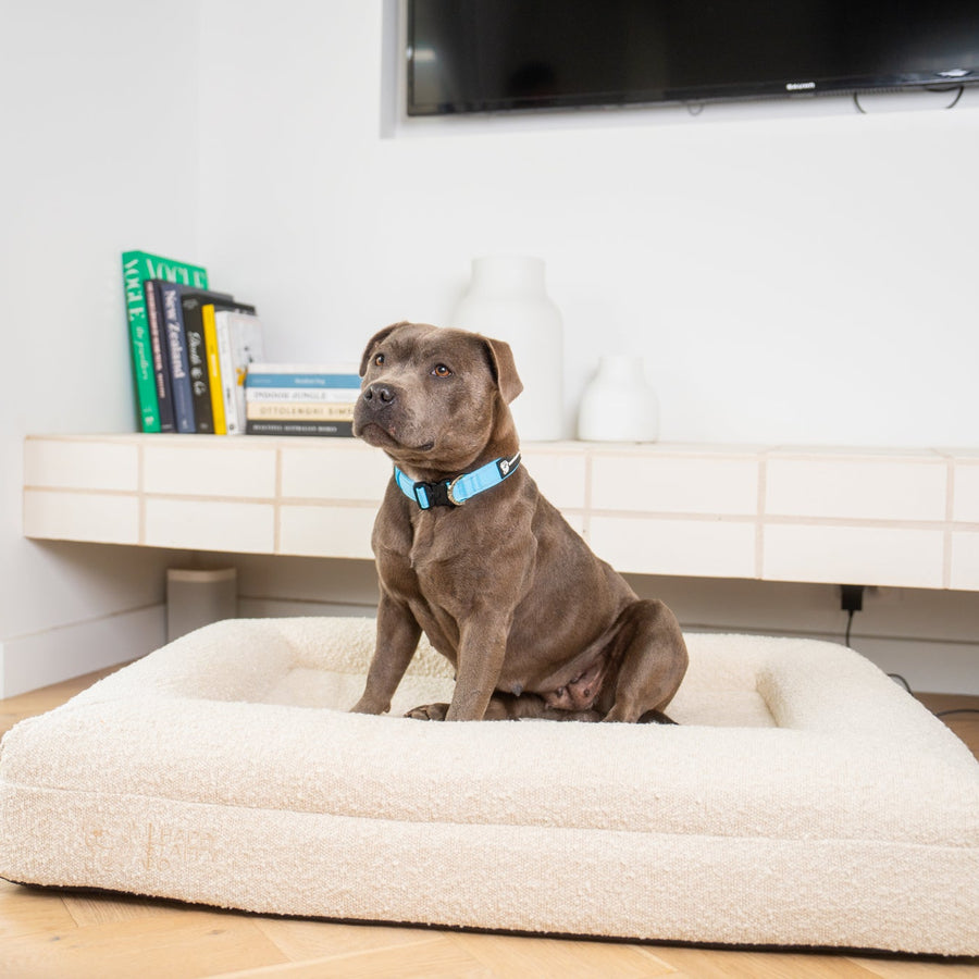Durable Collar