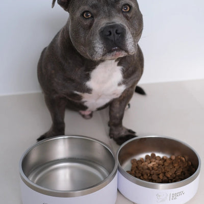 Food & Water Bowl Combo