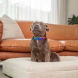 Durable Collar