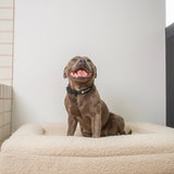 Durable Collar