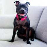 Durable Collar
