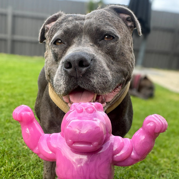 Chomp-o-potamus, thoroughly inspected