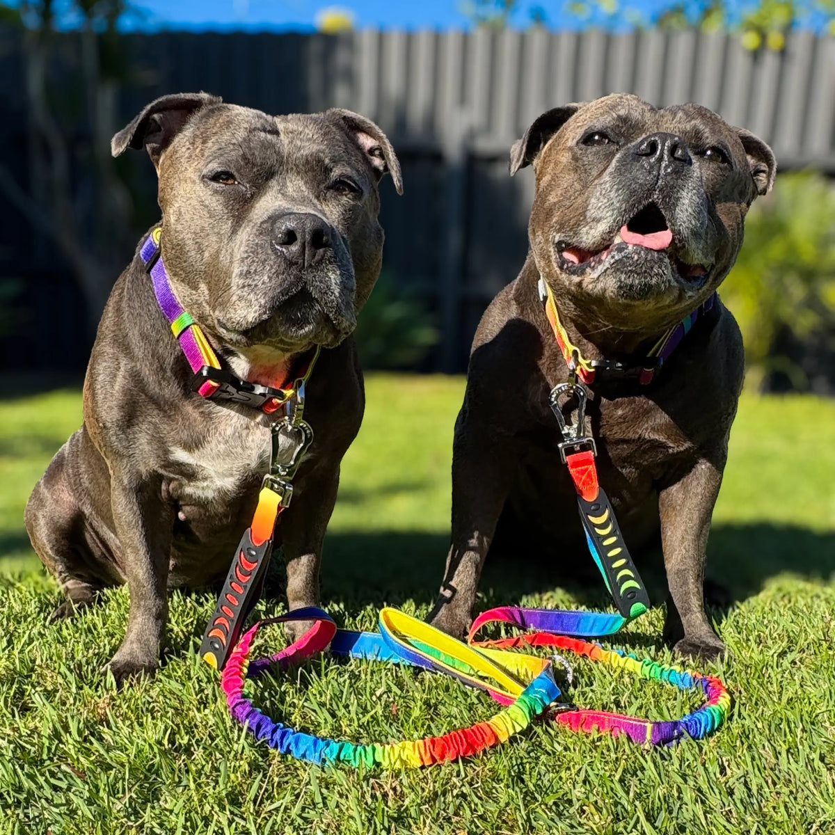 Two Staffys with rainbow leads sitting on the grass in the sun