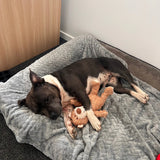 CozyPaws Blanket