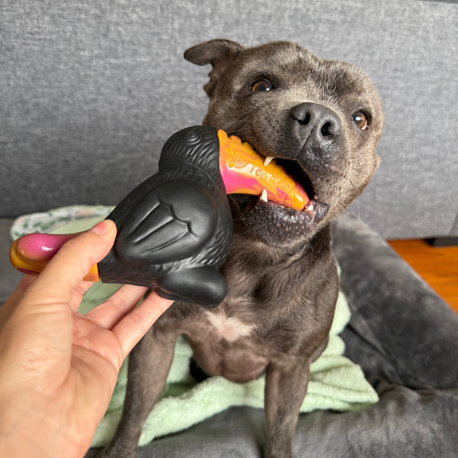 Treat & Toy Bundle (PowerFlex™ Collection)