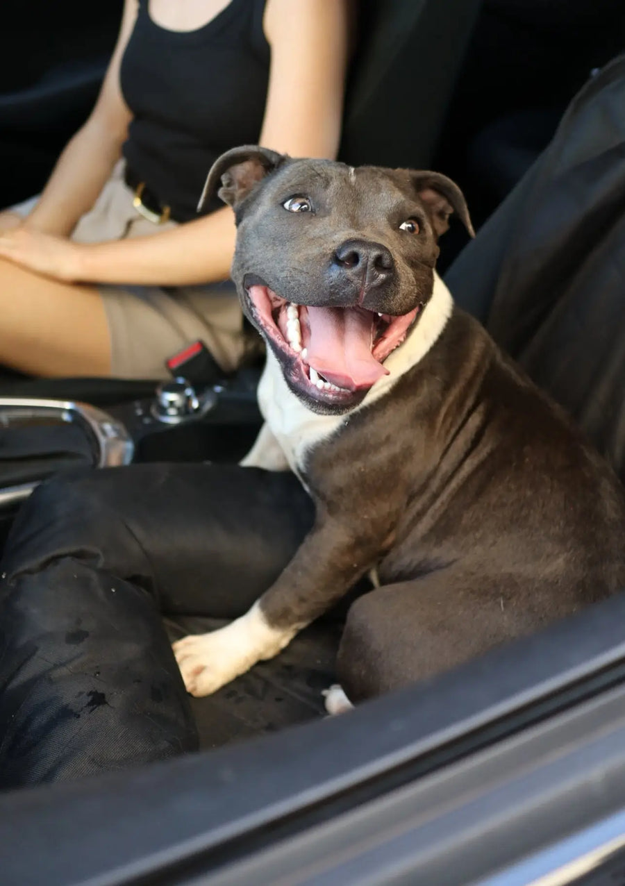 Single Car Seat Protector