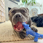 Chewzilla Gator