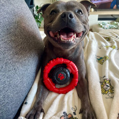 Power Chew Wheel